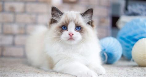 The Top 10 Most Beautiful Cats In The World Viser Lab