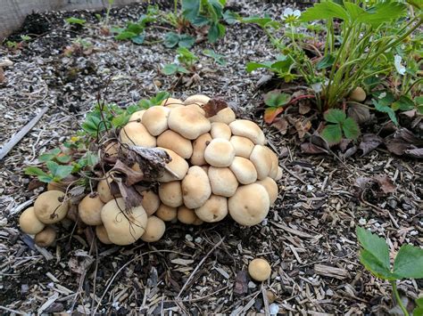 Id Request These Mushrooms Taking Over My Strawberry Patch Pac Nw
