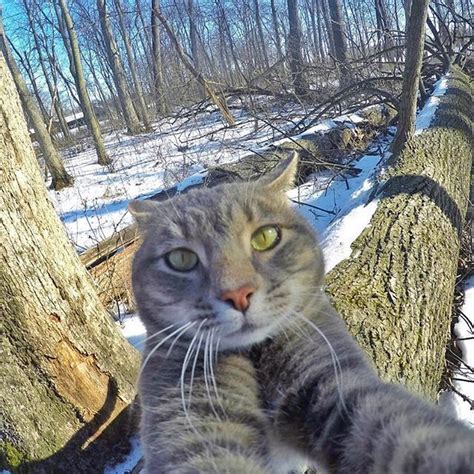 Manny The Selfie Cat Is Our Favorite Feline Photographer Cats Cute