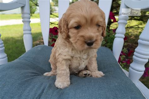 Melody Cockapoo Puppy For Sale Near Ann Arbor Michigan 58474415 A181