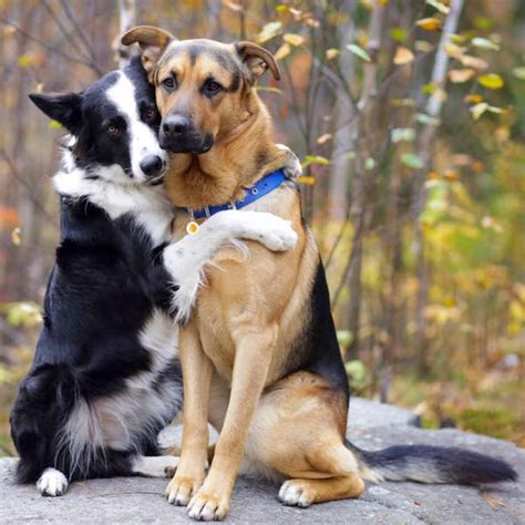These Dogs Hugging Perfectly Captures Every Long Friendship Weve Ever