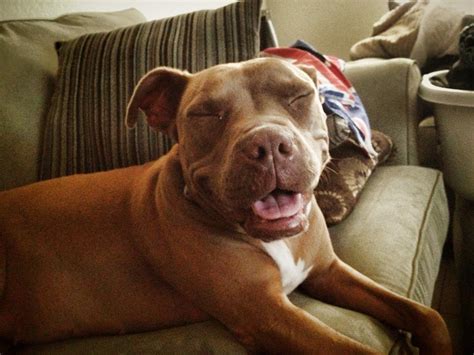 19 Smiling Pit Bulls Who Are Really Really Really Happy