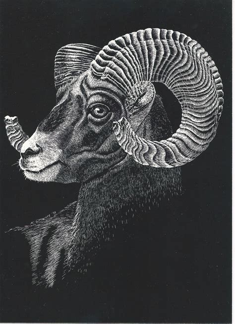 Scratchboard Wildlife Print