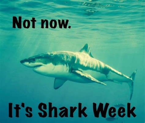 Shark Week Funny Meme Shark Week Memes Shark Week Shark Week Funny