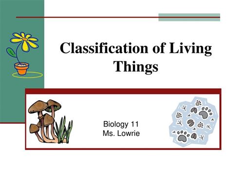 The Classification Of Living Things
