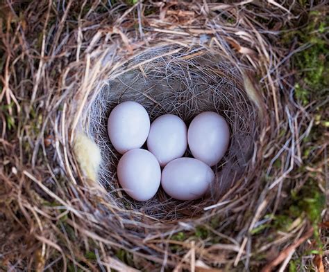 Bird Nest Eggs Free Photo On Pixabay