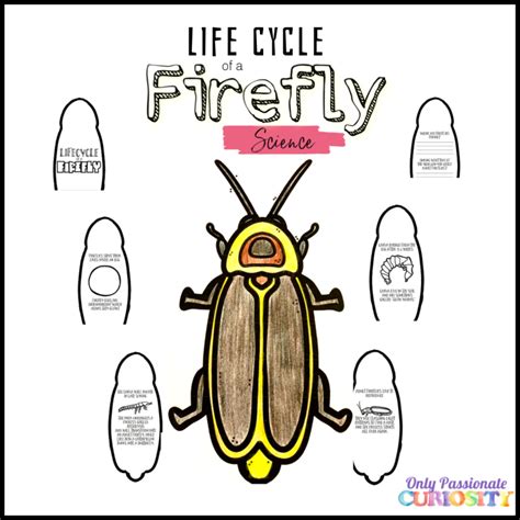 Life Cycle Of A Firefly Only Passionate Curiosity