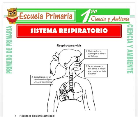 Álbumes 103 Foto Sistema Respiratorio Para Niños De Primaria Para