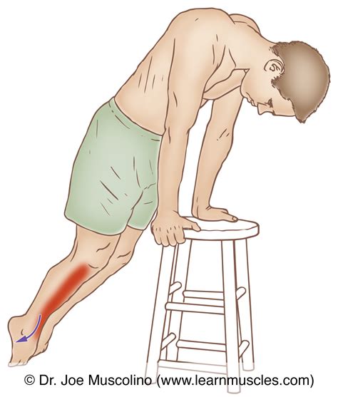 Tibialis Anterior Stretching Learn Muscles
