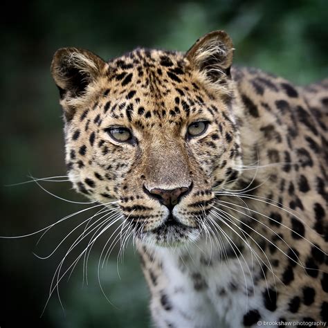 Brookshawphotography Amur Leopards Are My Favourite Big Cat This