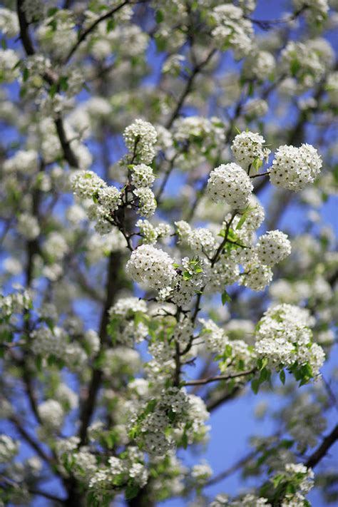 White Cherry Tree Prunus Sp In Blossom By Piotr Powietrzynski