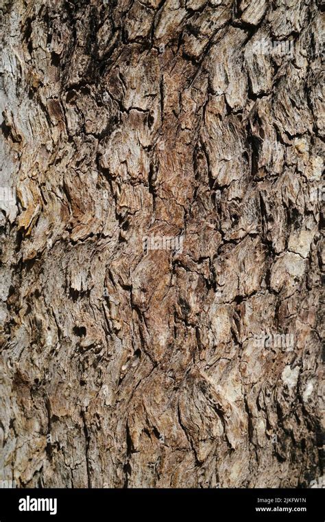Tree Bark Closeup Stock Photo Alamy