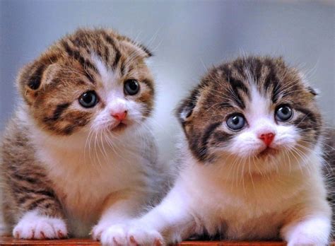 1.1 jadi apa yang harus saya berikan ke kucing ?. Harga Kucing Anggora Kuning - Harga Yos