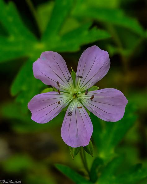 Woodland Wildflower Wild Geranium Geranium Maculatum Pea Flickr