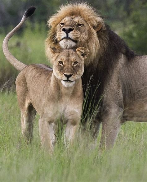 Safari Animals Lion Davisons Camp Zimbabwe Safari By Bushtracks Nature