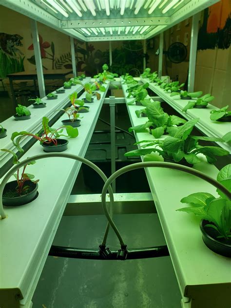 The Hydroponic Garden At My Job Gardening Garden Diy Home Flowers