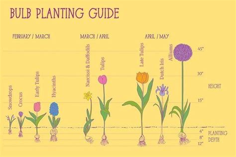 Use The Guide Above To Help You Choose Your Bulbs Taking Into