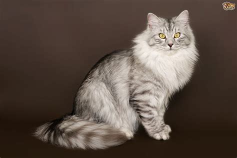 Siberian Cats Breed Facts Information And Advice Pets4homes