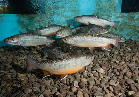 Dozens Of Wild Trout Streams In Pa Awarded New Protections