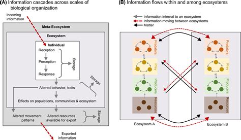 Theoretical Ecology Matteo Rizzuto