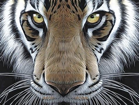 Angry Tiger By Amnvohra On Deviantart