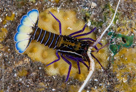 Painted Spiny Lobster Juvenile Panulirus Versicolor In Coral Reefs