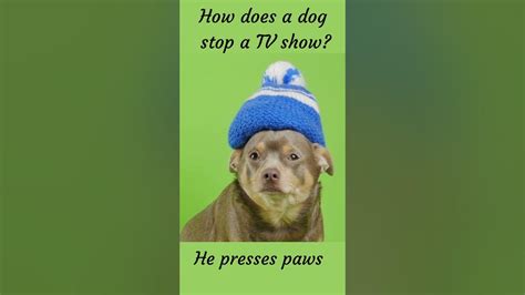 Betcha Didnt Know That Shorts Facts Pets Dog Youtube
