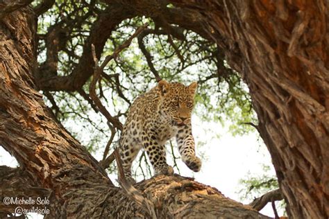 Leopard Tree Africa Geographic