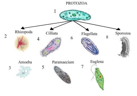 Trick To Remember Diseases Caused By Protozoa Gk