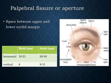 Eyelid anatomy and physiology