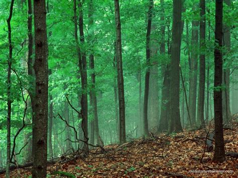 Travel to Europe: Best European Forests
