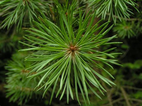 Green Pine Free Stock Photo Public Domain Pictures