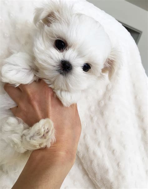 Pictures Of Maltise Puppies Purebred Maltese Puppies Petclassifieds
