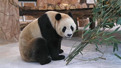 Best Living Conditions For Chinese Giant Pandas In Qatar Cgtn