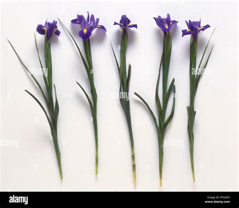 Dark Blue Iris Flowers On Long Stems With Green Leaves Stock Photo Alamy