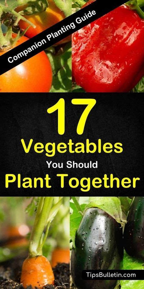 companion planting guide 17 vegetables you should plant together hot sex picture