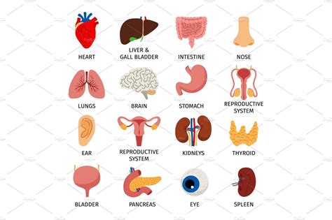 Human Body Internal Organs Set Custom Designed Graphic Objects
