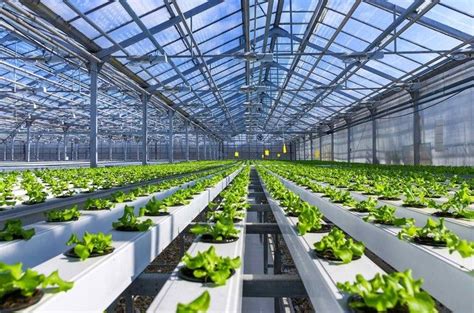 This Is An Organic Hydroponic Vegetable Cultivation Farm With Rows Of