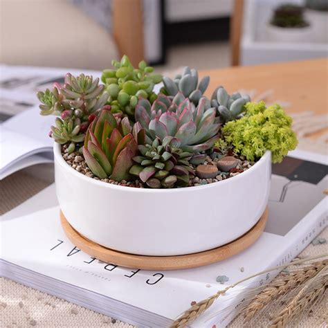 Check spelling or type a new query. 1 Set Minimalist White Ceramic Succulent Plant Pot ...