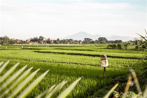 The Most Beautiful Rice Fields In Bali A Complete Guide Omnivagant