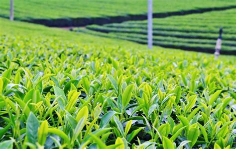 Japanese Green Tea Regions How Terroir Affects Taste