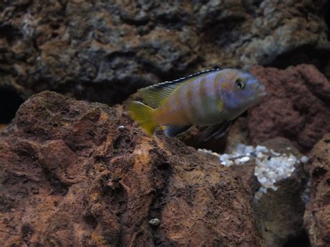 Pseudotropheus saulosi Taiwan Reef (juvenile) | Nardo26 ...