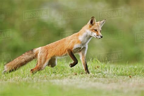 Red Fox Vulpes Vulpes Walking On Grass Montreal Quebec Canada