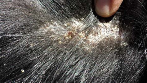 Dog Has Dry Skin And Hair Loss
