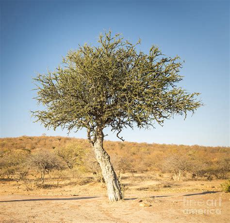 Acacia Tree Botswana Africa Photograph By Thp Creative Pixels