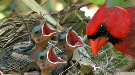 Fun Facts About Nesting Nature Notes Blog