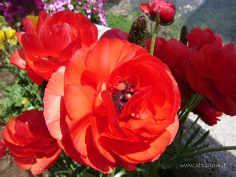 Gli appassionati delle piante conoscono di certo questo fiore, dalla corolla aggraziata e rotonda e dai boccioli . Fiori Simili Alle Rose - Fiori rosa bianchi o rossi simili ...