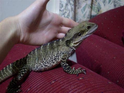 Find a pet dragon on gumtree, the #1 site for reptiles for sale classifieds ads in the uk. AUSTRALIAN EASTERN WATER DRAGON FEMALE FOR SALE ADOPTION ...