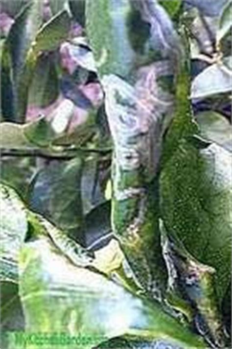Checking your meyer lemon tree for pest problems will prevent any new problems from becoming unmanageable, and will help mitigate disaster. Citrus Tree Leaf Problems - Lemon Leaf Curl & Treatment