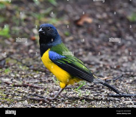 Black Chested Mountain Tanager Cnemathraupis Eximia Standing On The